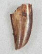 Serrated Raptor Tooth From Morocco - #13679-1